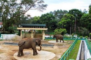 Taman Margasatwa dan Budaya Kinantan