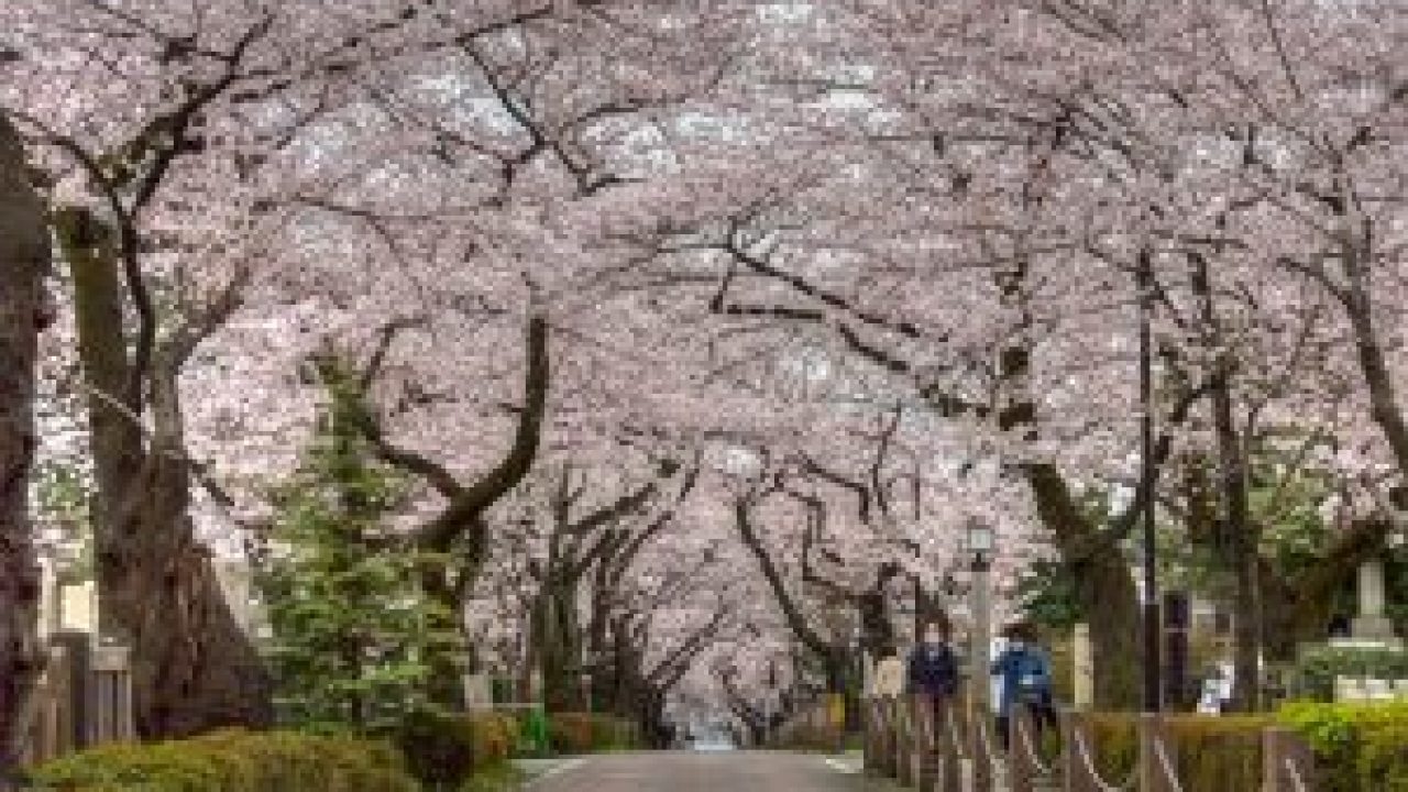 Paling Keren 20 Gambar Bunga Sakura Terindah  Di Jepang 