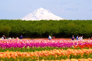 Wooden Shoe Tulip Farm Festival, Oregon - USA