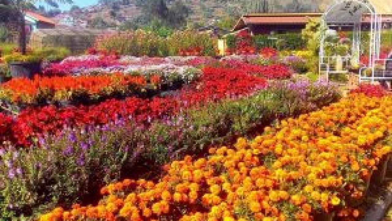 Wisata Kebun Bunga Begonia Lembang Bandung Yang Wajib Dikunjungi Tempatwisataunik Com