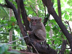 taman margasatwa tandurusa