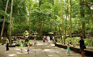 8 Tempat Wisata Hutan di Bali yang Tersembunyi ...