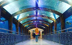 7 Tempat Wisata Aquarium di Indonesia yang Terkenal - TempatWisataUnik.com