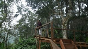Hutan Pinus Gunungsari