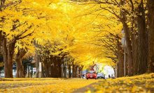 Gingko Tree Road Avenue