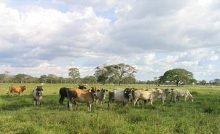 Los Llanos