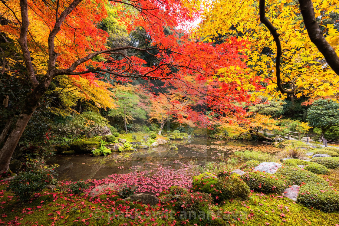 6 Tempat  Wisata  Musim  Gugur  di  Kyoto Jepang  yang Romantis 