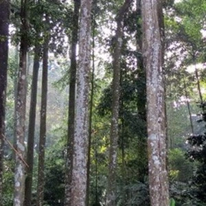 Hutan Cifor, Bogor (Tempat wisata angker di Bogor)