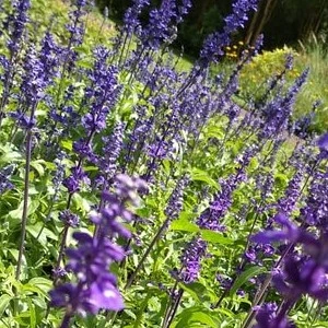 Taman Bunga Lavender 