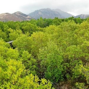 Hutan Mangrove Magepanda